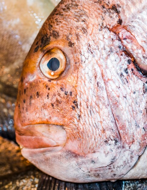 Close-up of red fresh fish