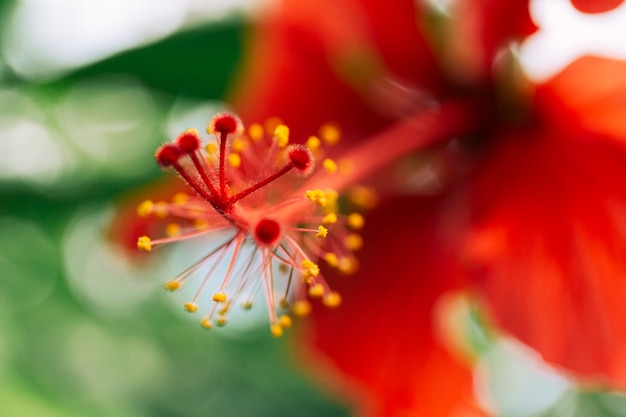 Close-up of red hibiscus flower