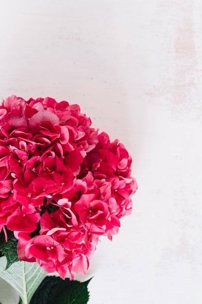 Free photo close-up of red hydrangea flower against grunge background