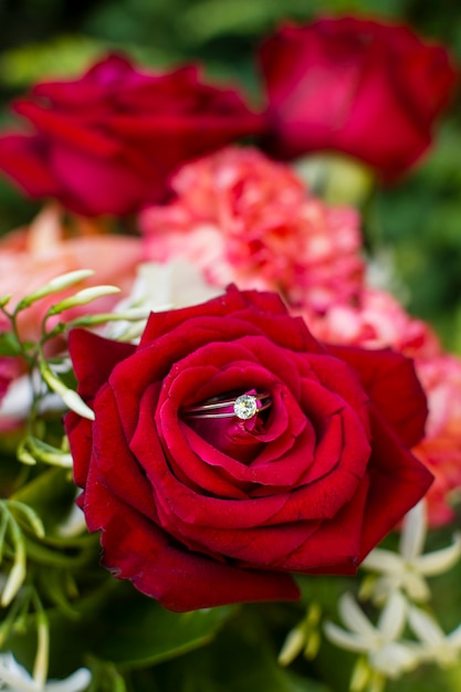 Close-up red rose petals outdoor