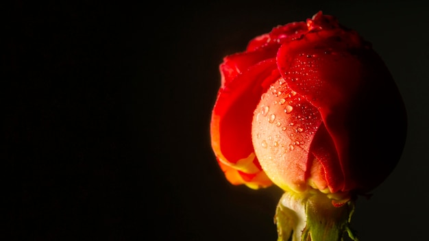 Free photo close-up red rose with water drops