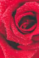 Free photo close up red rose