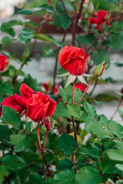 Close up red roses in the garden