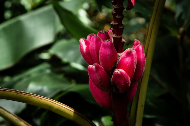 Free photo close up red tropical flowers with blurred background