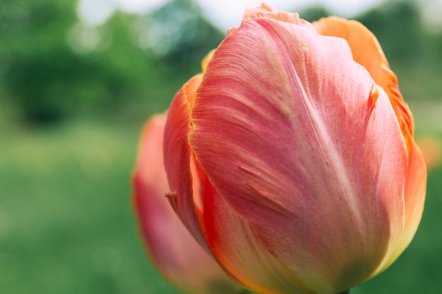 Free Photo close-up of red tulip flower