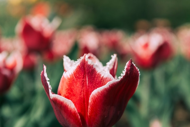 Close-up of a red tulip flower