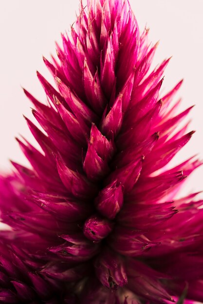 Close-up of red wildflower