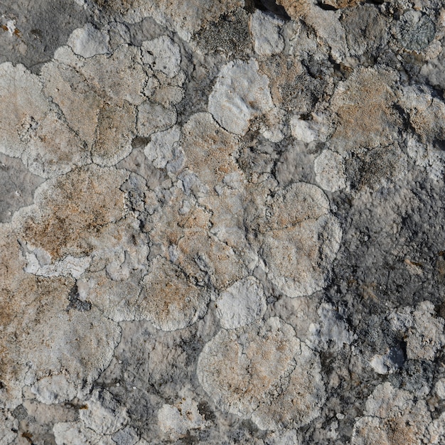 Close-up of rock with lichen