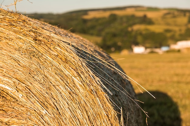 Free Photo close-up roll of hays in the field