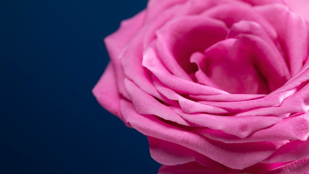 Close up on rose flower details