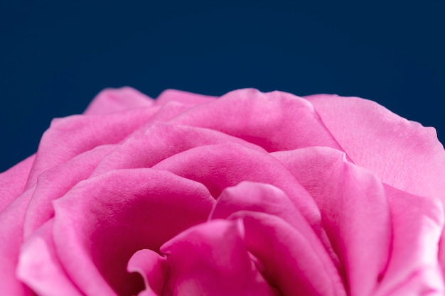 Close up on rose flower details