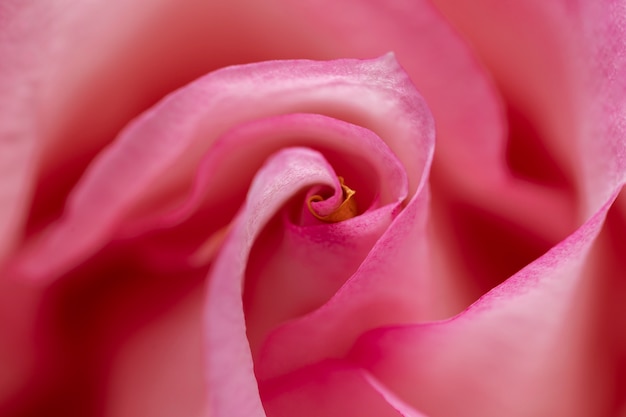 Free photo close up on rose flower details