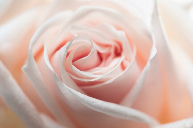 Close up on rose flower details