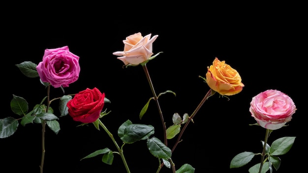 Free photo close up on rose flower details