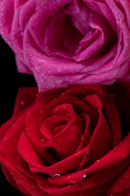 Close up on rose flower details