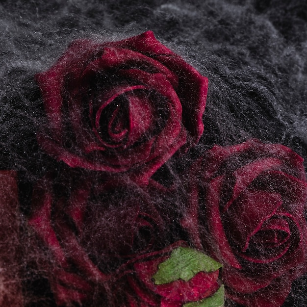 Close-up of roses with spider web