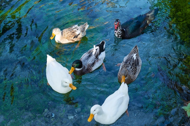 Free photo close up rural farm growing birds