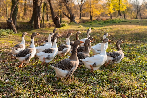 Free photo close up rural farm growing birds