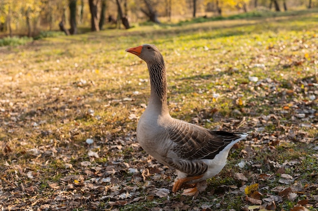 Free photo close up rural farm growing birds