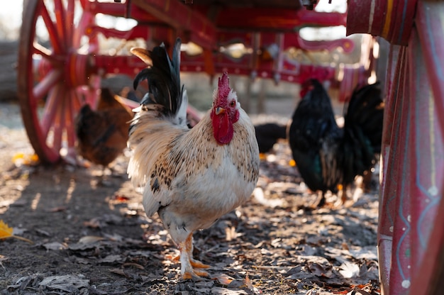 Close up rural farm growing birds