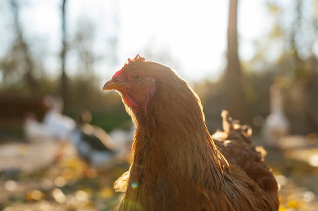 Close up rural farm growing birds