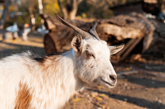 Close up rural farm growing goat