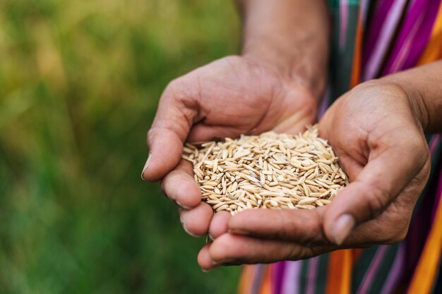 Close up and selective focus Of Farmer Hands Holding rice grains