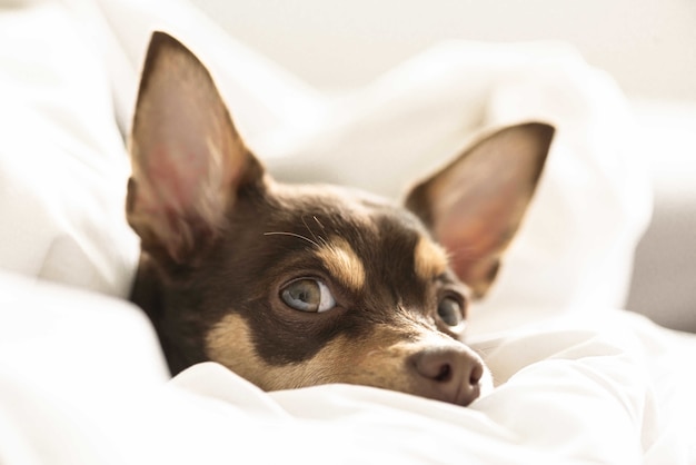 Close up selective shot of a dog