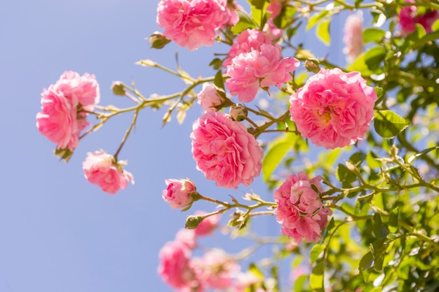 Free photo close-up set of pink roses outdoor