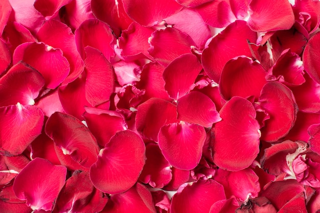 Close-up set of red rose petals