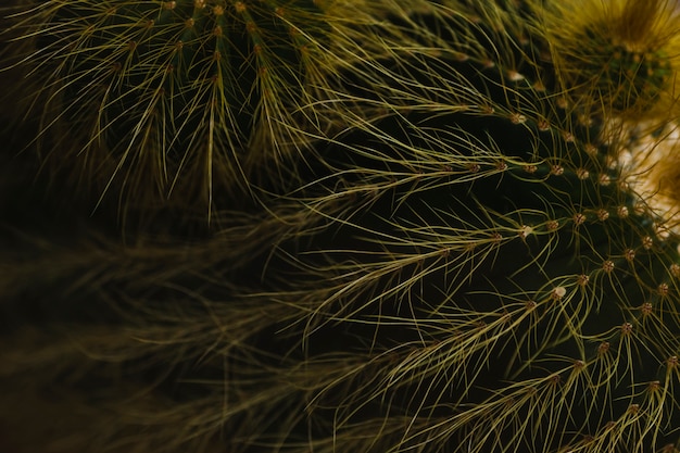 Close-up shaggy cactus