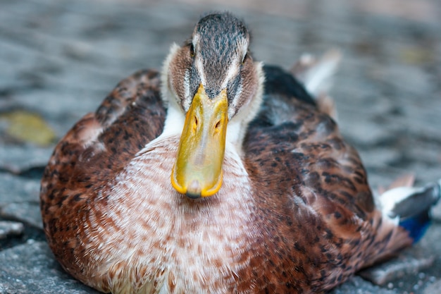 Free photo close up shot of a beautiful mallard on the ground