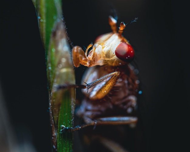 Close up shot of a bug