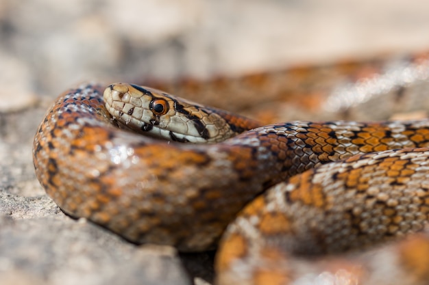 Close up shot of a curled up adult Leopard Snake