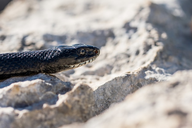 Free photo close up shot of the face of an adult black western whip snake, hierophis viridiflavus, in malta