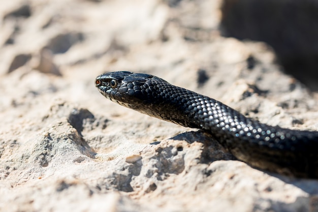 Free photo close up shot of the face of an adult black western whip snake