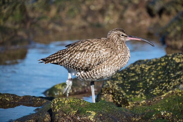 Close up shot of a far eastern curlew