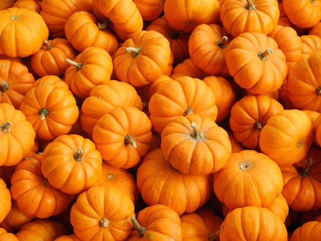 Free photo close up shot of fresh pumpkins in different shapes and sizes - perfect for a