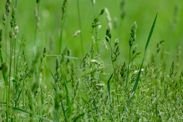 Close up shot of grass in a field