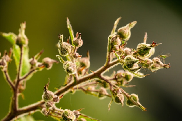 Free Photo close-up shot of a green plant on a blurry backgrou