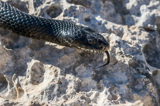 Free photo close up shot of the head of an adult black western whip snake, hierophis viridiflavus, in malta