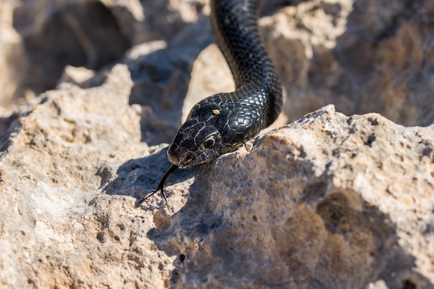 Free photo close up shot of the head of an adult black western whip snake, hierophis viridiflavus, in malta