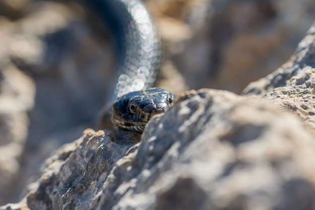 Free photo close up shot of the head of an adult black western whip snake