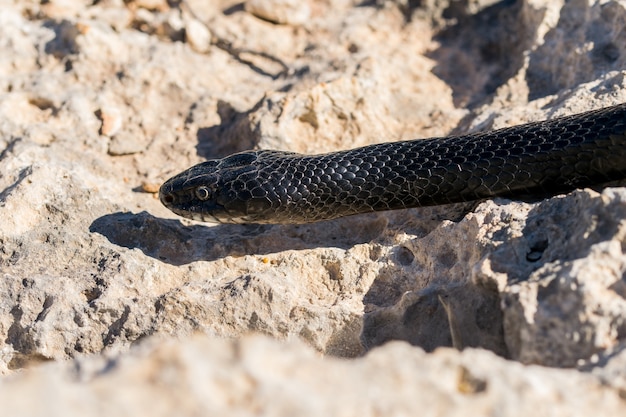 Free photo close up shot of the head of an adult western whip snake