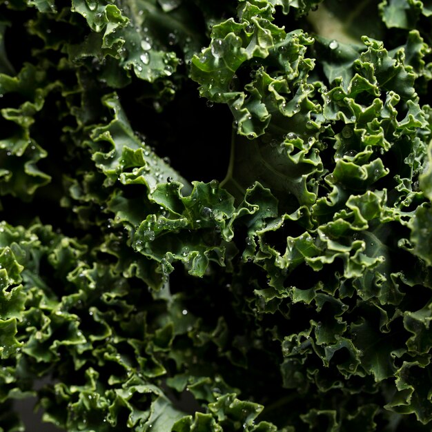 Close-up shot of kale