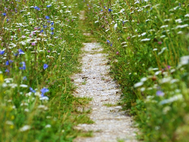 Free photo close up shot of a rural pathway surrounded by magical wildflowers