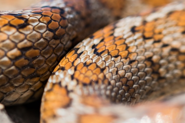 Free Photo close up shot of the scales of an adult leopard snake or european ratsnake, zamenis situla, in malta