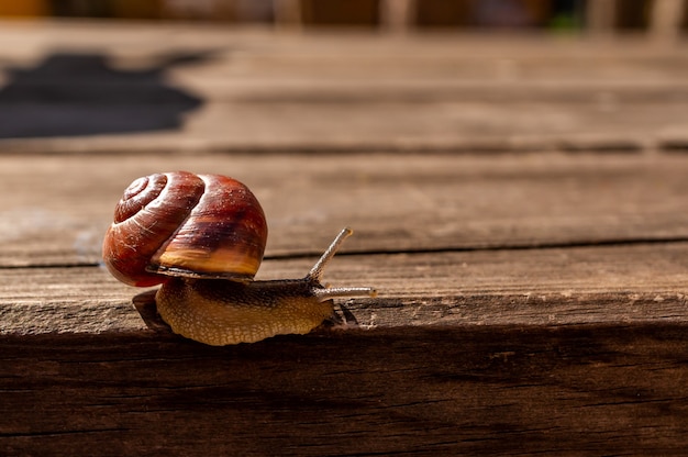 Free photo close up shot of a snail on a wooden surface