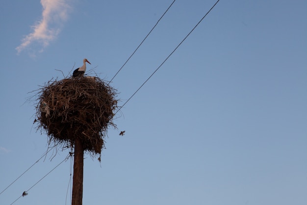 Free photo close up shot of white storks under the peaceful sky