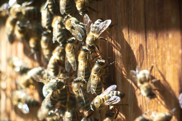 Close up shot of working honey bees at the apiary beehive.